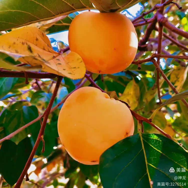 (玉团儿.调笑令)庭院柿子红